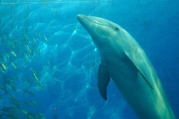 Obraz premium 魚とイルカ