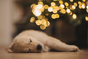 a golden retriever puppy sleeps under the Christmas tree at Christmas in a Santa Claus hat