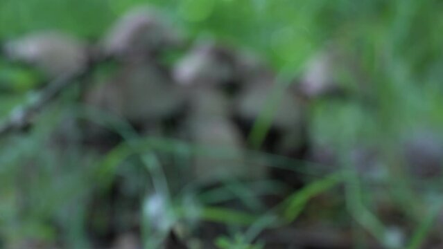 Camera moving and gradually focuses on the group ink cap mushroom in deciduous forest. Common coprinopsis atramentaria growing in the green grass. Mushroom manure gray family сoprinus psathyrellaceae.
