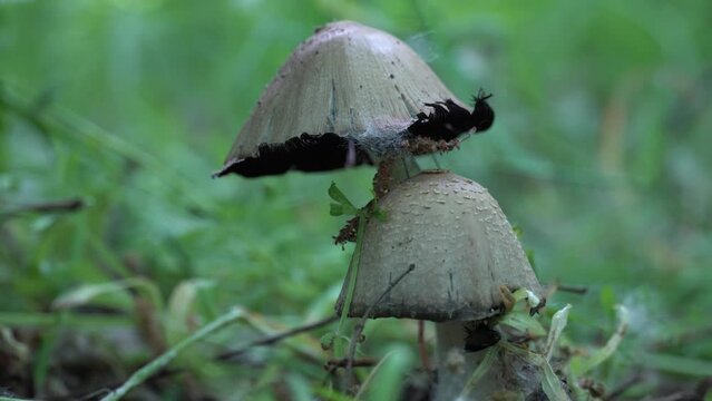 Camera moving and gradually focuses on the group ink cap mushroom in deciduous forest. Common coprinopsis atramentaria growing in the green grass. Mushroom manure gray family сoprinus psathyrellaceae.