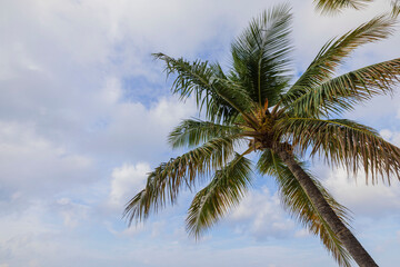 Fototapeta na wymiar Beautiful view on palm tree tops on blue sky with white clouds background. Aruba island. 