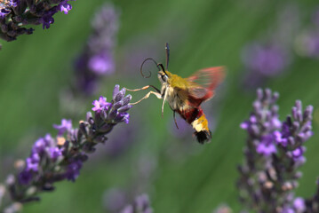 Moro-sphynx (Macroglossum stellatarum) sur fleurs de lavande (lavandula) - France 