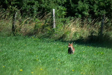 Renard roux (Vulpes vulpes) dans un champs en été - France