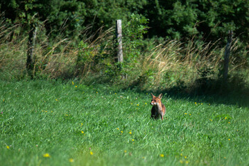 Obraz na płótnie Canvas Renard roux (Vulpes vulpes) dans un champs en été - France