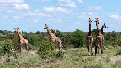 Naklejka na ściany i meble Giraffa camelopardalis giraffa - Giraffa giraffa giraffa - South African giraffe - Cape giraffe - Girafe d'Afrique du Sud - Girafe du Cap (Parc Kruger)