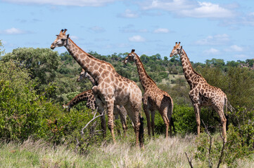 Giraffa camelopardalis giraffa - Giraffa giraffa giraffa - South African giraffe - Cape giraffe - Girafe d'Afrique du Sud - Girafe du Cap (Parc Kruger)
