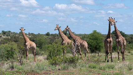 Naklejka na ściany i meble Giraffa camelopardalis giraffa - Giraffa giraffa giraffa - South African giraffe - Cape giraffe - Girafe d'Afrique du Sud - Girafe du Cap (Parc Kruger)