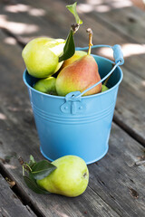ripe pears in a bucket