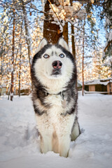 Husky dog in winter snowy sunny forest. Winter snowy landscape. Outdoor fun with pet.