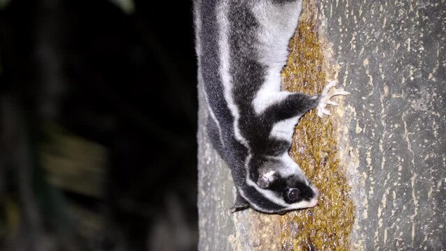 a close up side view of a striped possum feeding on a rainforest tree at lake eacham in nth qld, australia