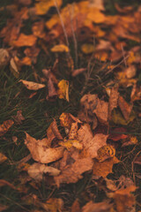 Obraz premium autumn in Lithuania