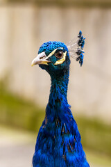 Obraz premium Elegant male peacock head on city