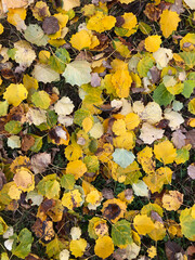 Yellow leafs on the ground in autumn