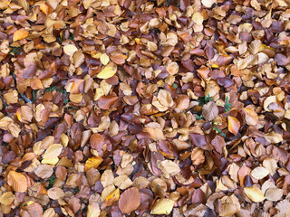 Wet leaves covering the ground in autumn 
