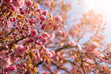 sakura blossoms in spring. warm weather in April.