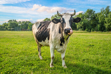 Domestic cattle concept. funny black and white cow in the field.