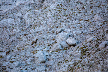Chamois in Julian alps, Slovenia	