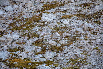 Chamois in Julian alps, Slovenia	