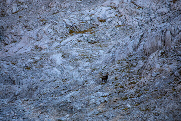 Chamois in Julian alps, Slovenia	