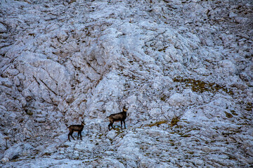 Chamois in Julian alps, Slovenia	