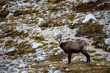 Chamois in Julian alps, Slovenia	