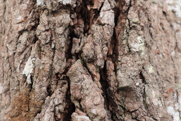 Close up thickened tree bark. Bark surface texture. Natural background 

