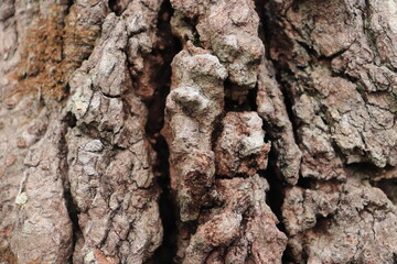 Close up thickened tree bark. Bark surface texture. Natural background 
