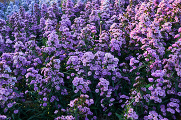 Obraz premium Purple margaret flower blooming in the garden