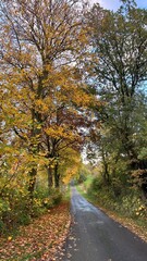road in autumn forest