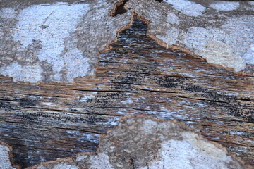 Close up tree bark cracked by drought. Bark surface texture. Natural background 
