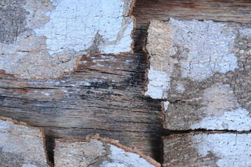 Close up tree bark cracked by drought. Bark surface texture. Natural background 