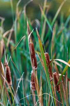 Typha on a pond shoreline. Wetland habitat. Cattail grass. Papyrus bunch