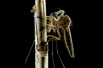 mini robberfly with prey