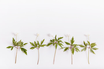 Spring white flowers arranged on bright background. Flat lay.