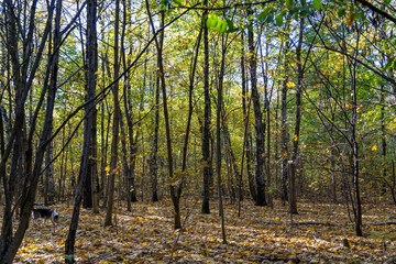 Obraz premium Autumn leaves covering the ground in fall forest. View of birch forest in autumn with alone dog