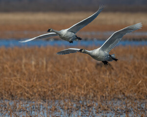 Trumpeter Swans in flight