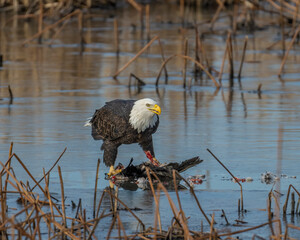 Bald Eagle