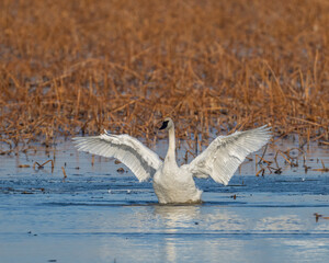 Trumpeter Swan wing beat
