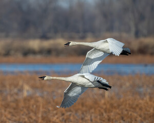 Trumpeter Swans in flight