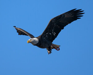 Naklejka premium Bald Eagle