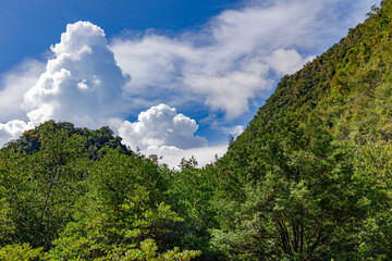 Fototapeta premium Rocks overgrown with forest next to mangroves in Kilim Geoforest Park, Langkawi, Malaysia. Wonderful natural landscape of Asia. View from the wide river to the forest and the mountain