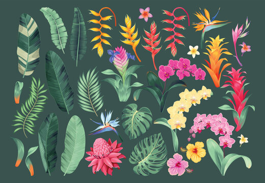 Big vector set of tropical flowers and leaves