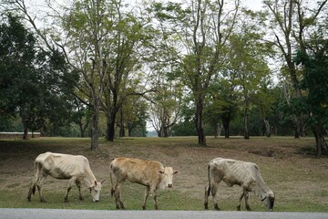 Obraz na płótnie Canvas Cow in field 