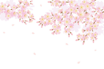 Obraz na płótnie Canvas Cherry blossom flowers background illustration