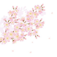 Cherry blossom flowers background © KY