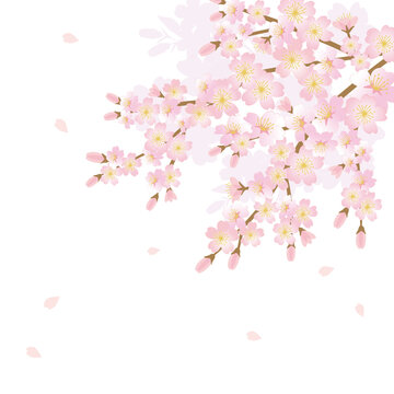 Cherry blossom flowers background illustration
