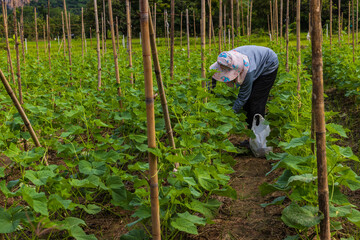 Gardener and her cucumber field.