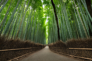 京都嵐山の竹林の小道