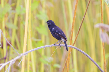 Beautiful Pied Bushchat  bird on the branches.