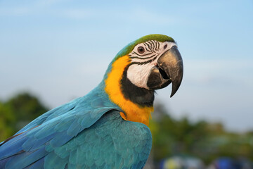 Obraz premium Closeup Blue and Gold macaw flying with green background.